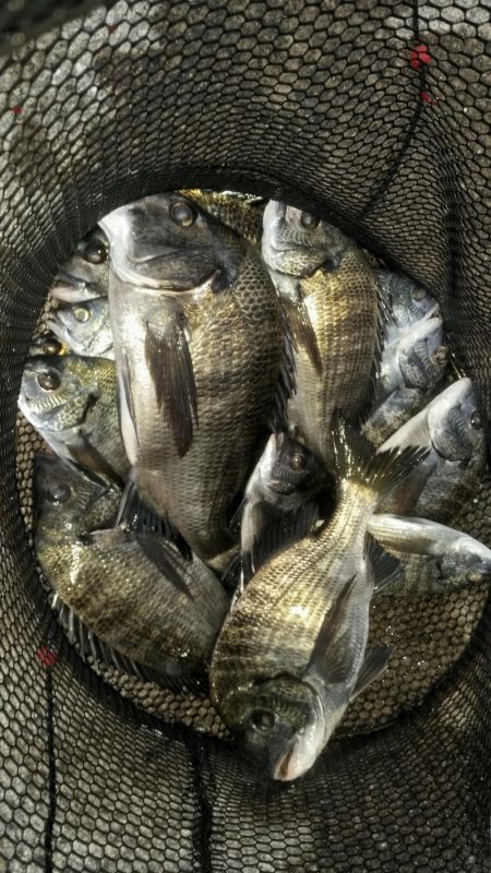 くろねこ流紀州釣りに挑戦！！